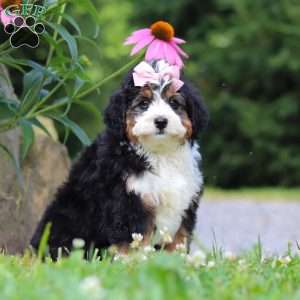 Clover, Mini Bernedoodle Puppy